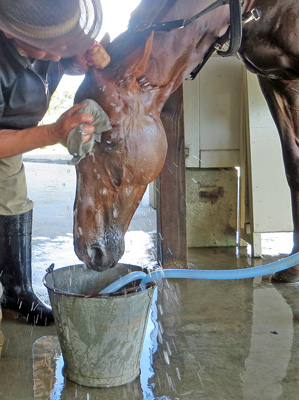 飼い主に水で顔を洗ってもらっている馬の画像