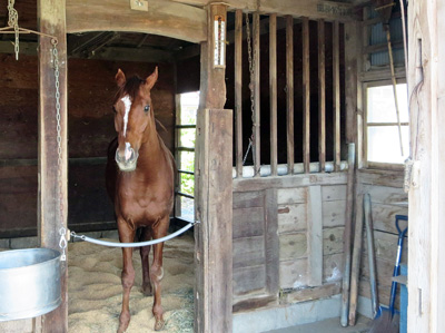 木造の馬屋の入り口に馬が立っている画像