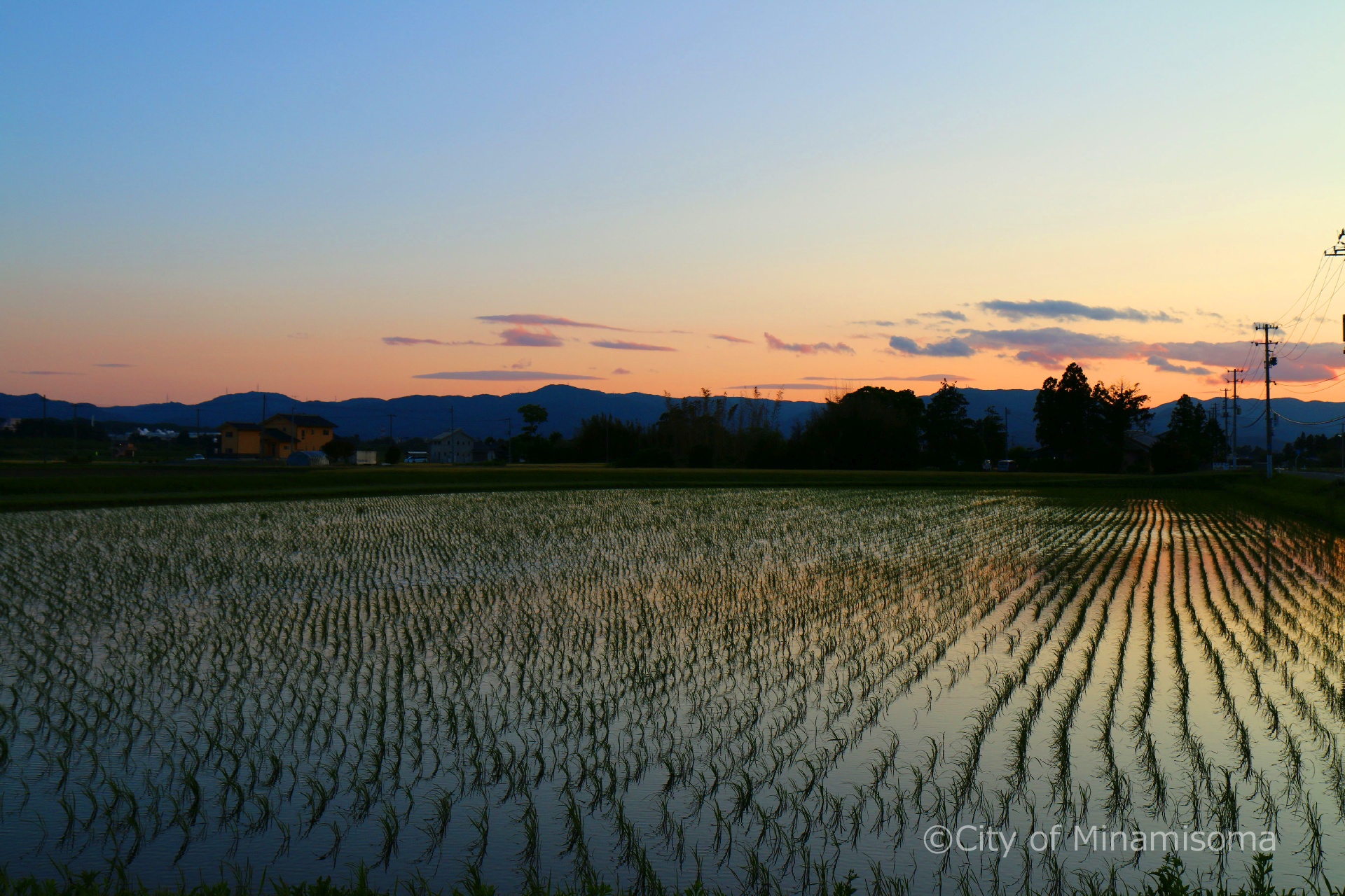 田植えを終えた田んぼの様子。夕方の、オレンジと青のグラデーションが美しい空が、水を張った田んぼに写っている。