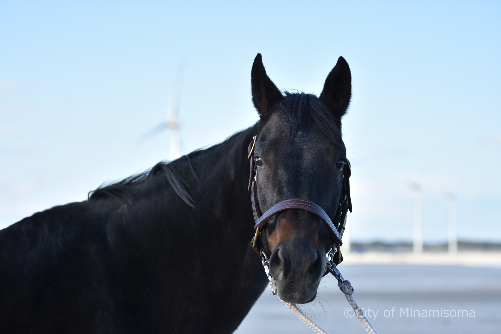 鹿島区烏崎の海で、黒い馬がこちらを向いている様子。その背後には、薄青い空が見え、風車が回っている。
