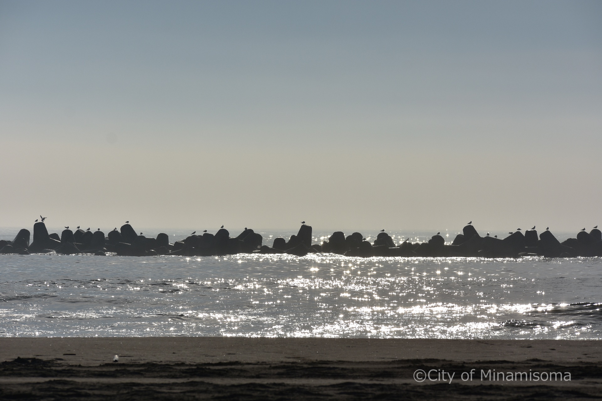 鹿島区烏崎海岸。朝の光に海面がキラキラと反射し、並ぶテトラポットに何羽もの海鳥が止まっている。