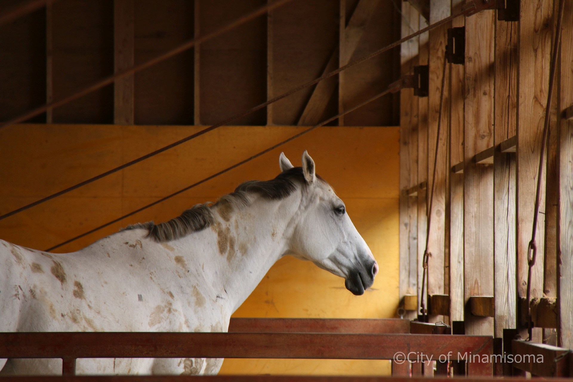 黄色い壁の厩舎の中に白い馬が佇んでいる様子。