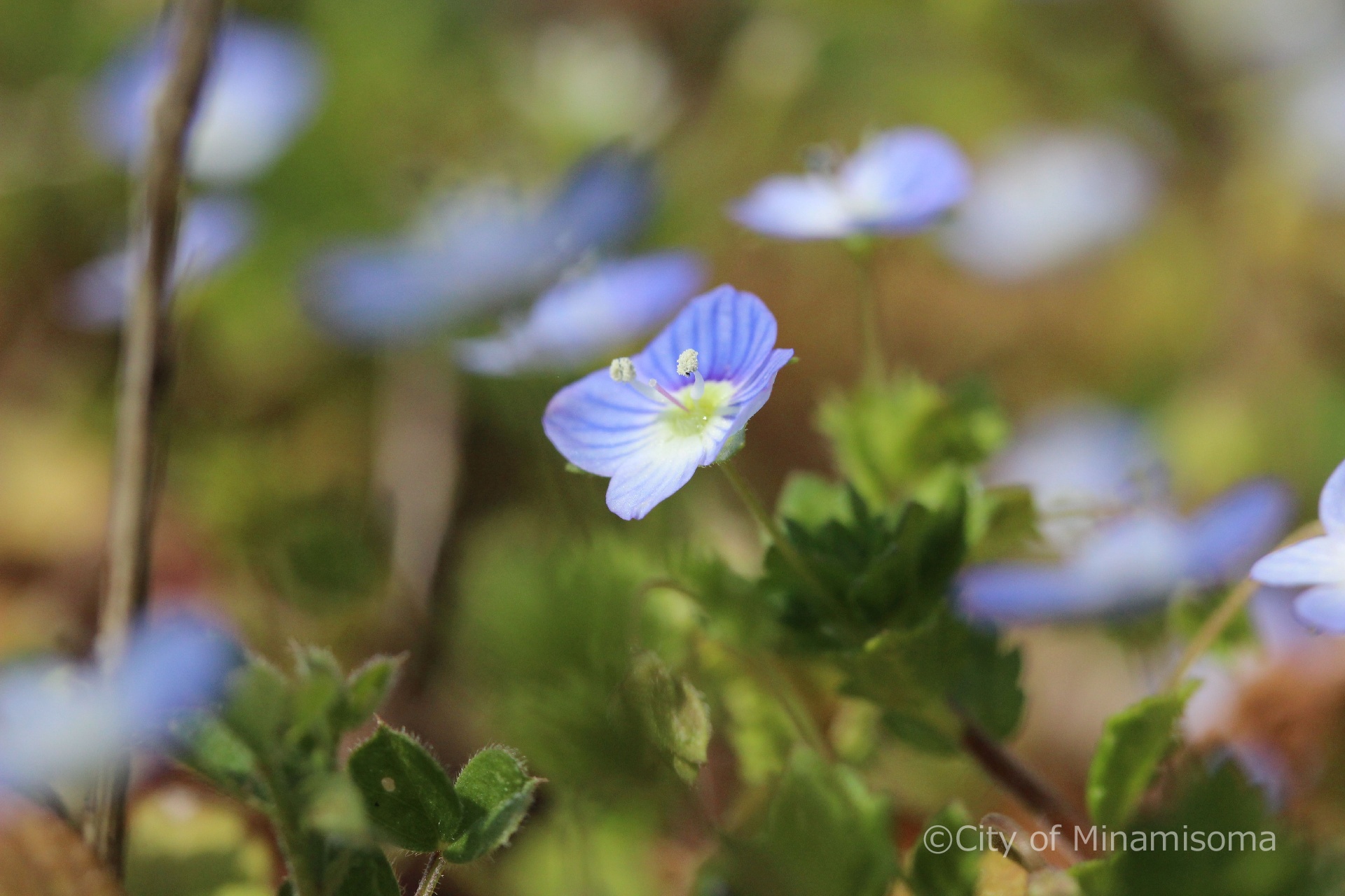 オオイヌノフグリの青い小さな花が咲いている様子。