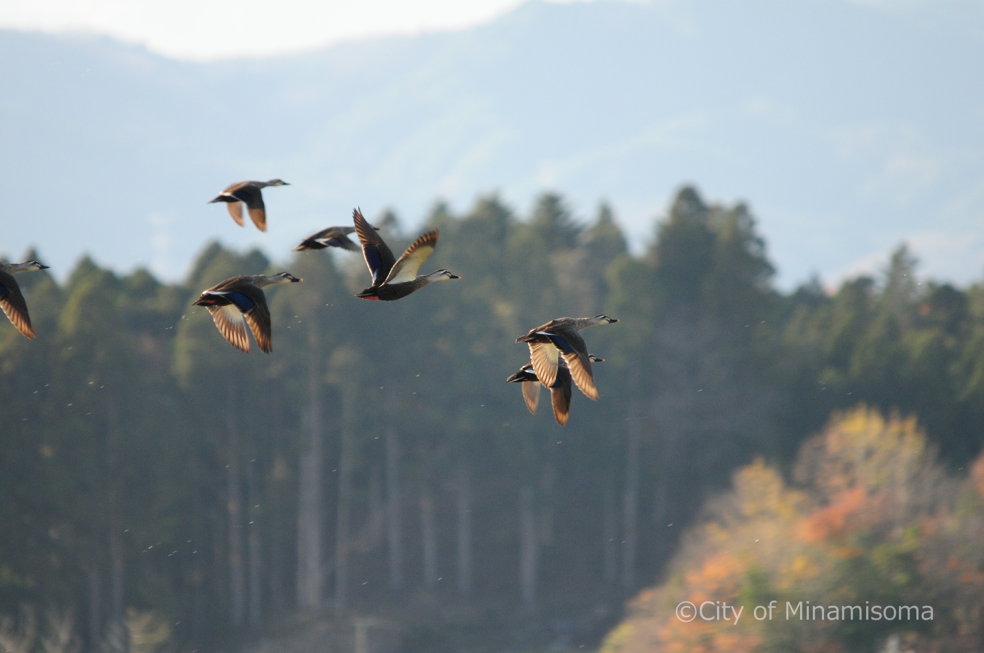 小高区村上周辺の水鳥の様子。水面から飛び立った7羽の水鳥が、山と雑木林を背景に羽ばたいている。