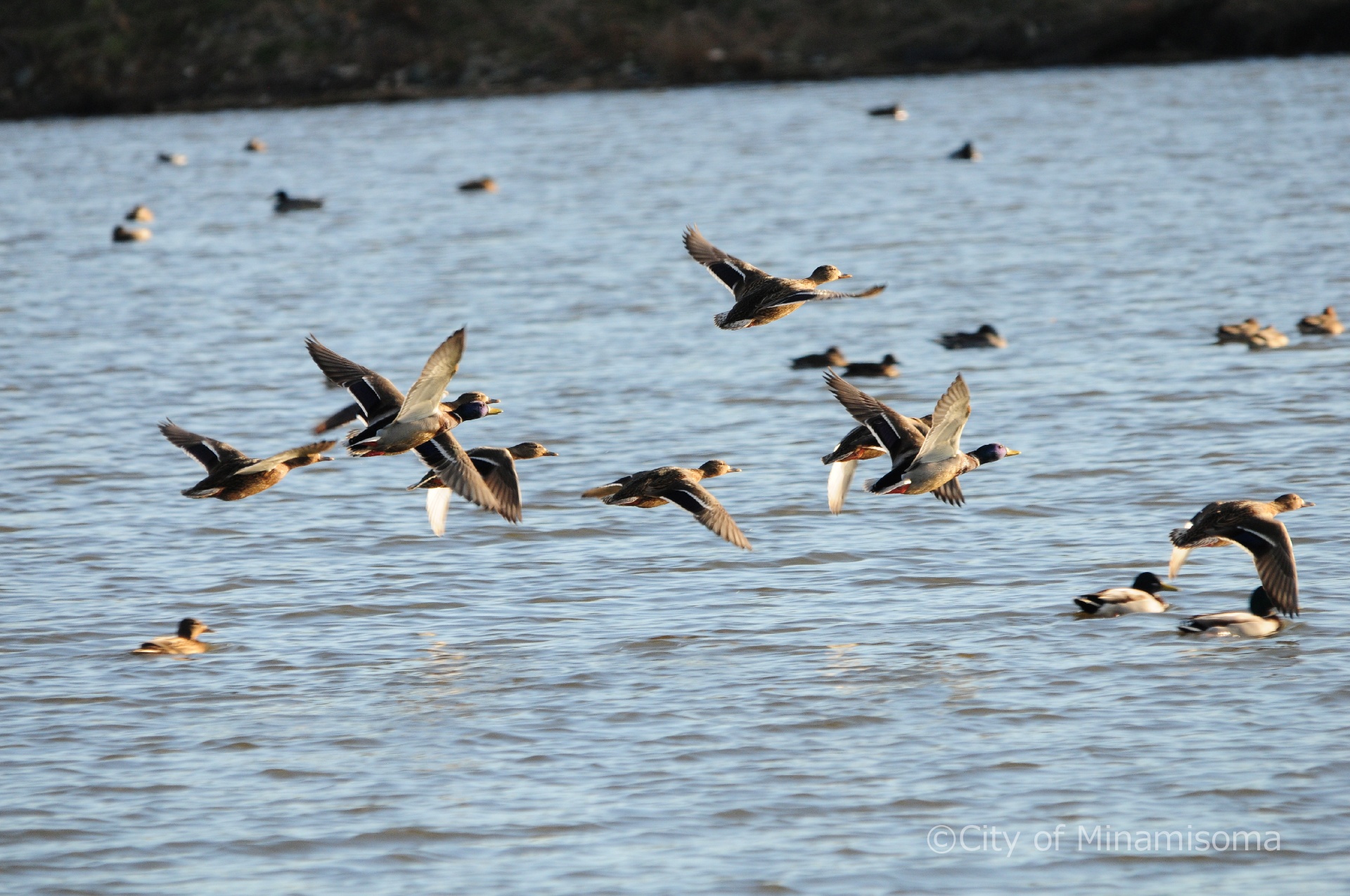 小高区村上周辺の水鳥の様子。今まさに水面から飛び立つ水鳥たち。