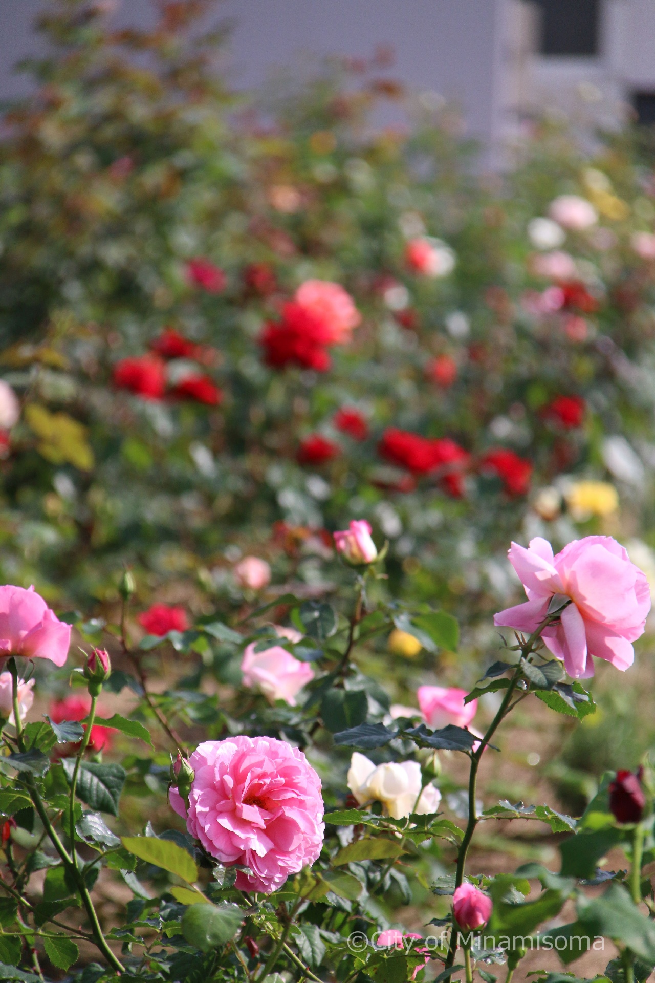 小高区の浮舟ふれあいひろばに、色とりどりのバラが咲き乱れている様子。