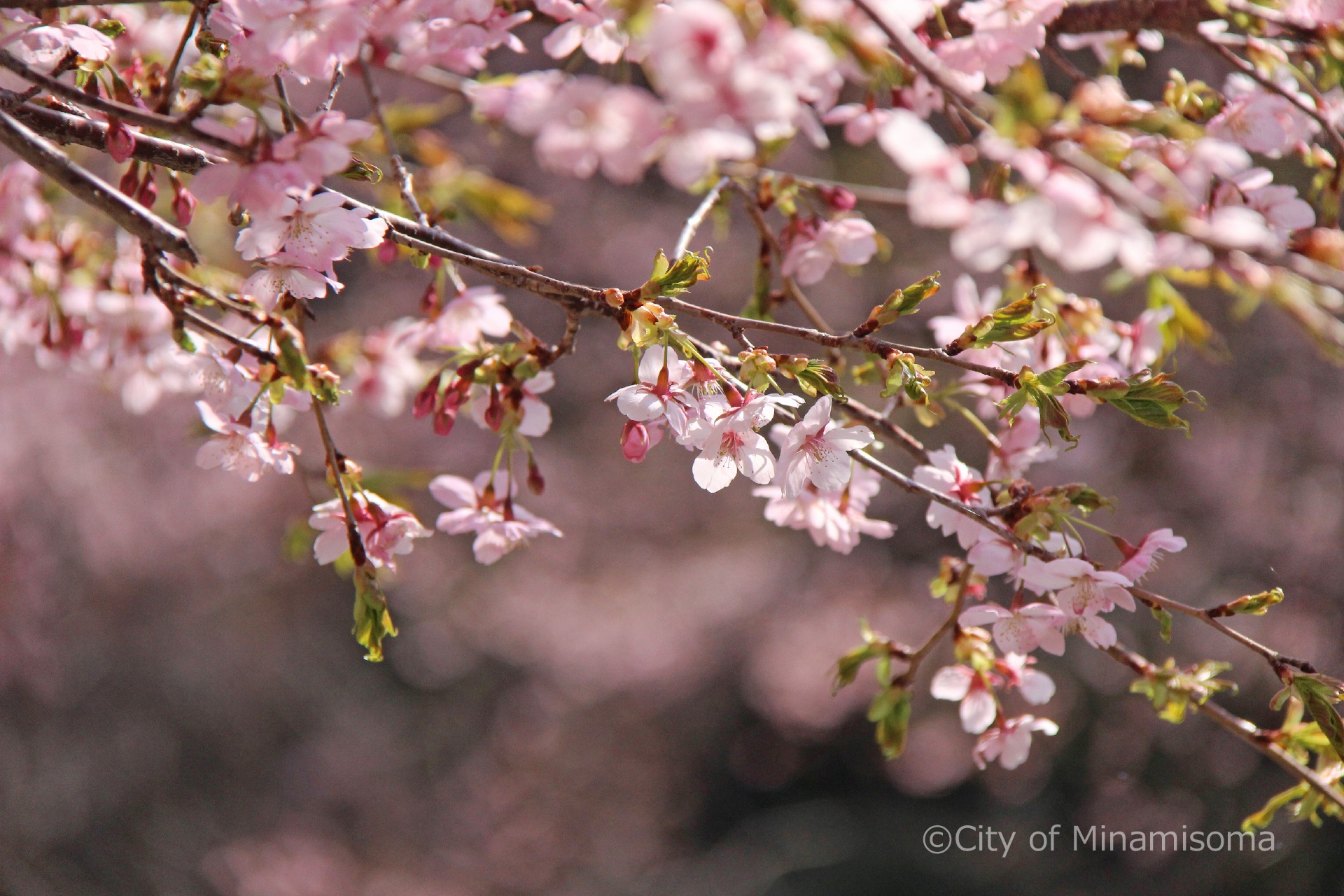 原町区片倉の大漁桜が咲いている様子。