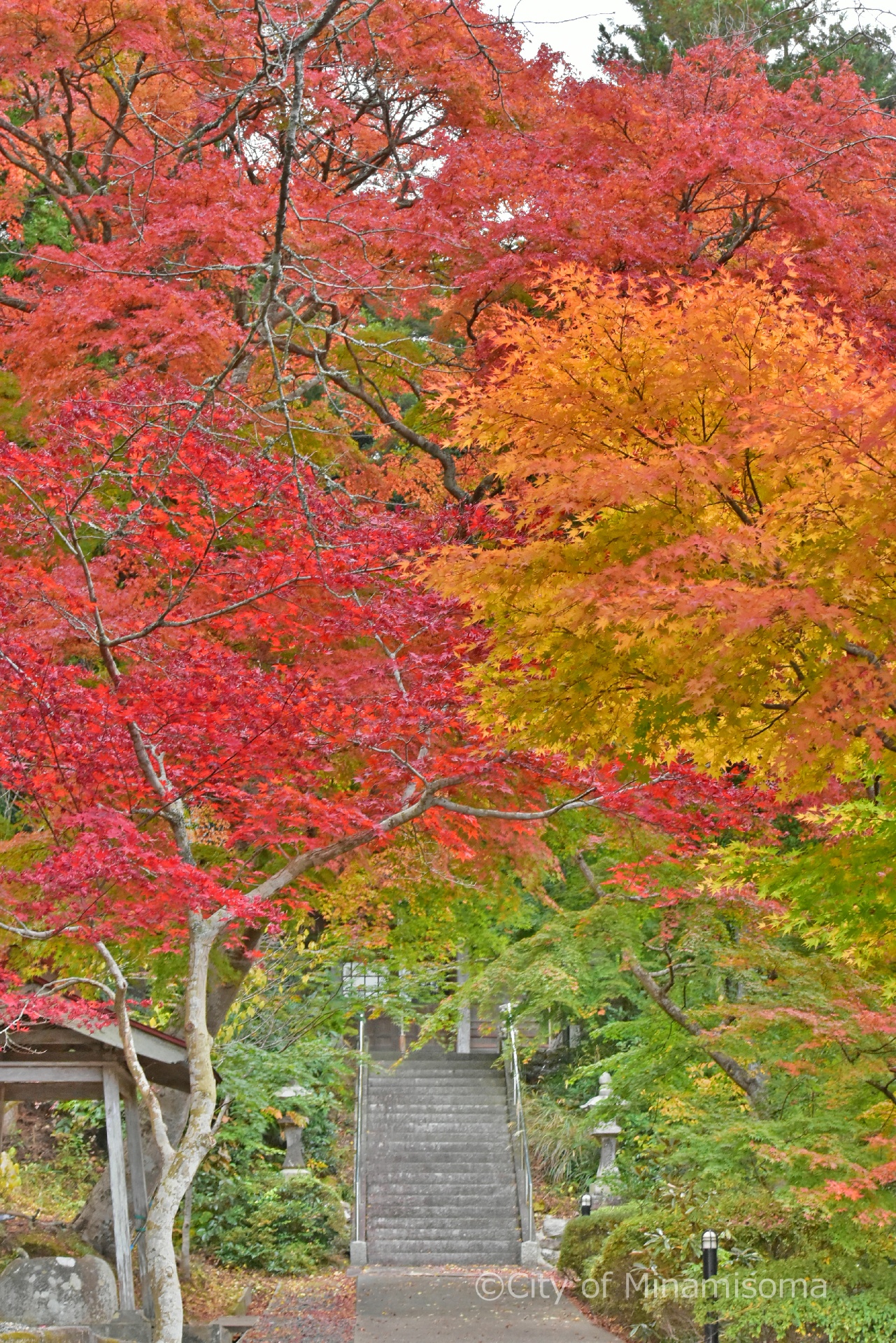 宝蔵寺のモミジが色づいている様子。赤と黄色、緑の葉が画面いっぱいに広がり、その向こうに石段が見えている。