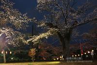 暗闇の中ライトアップされた夜桜の写真