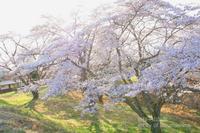 Mt. Sakuradaira Park sakura