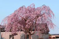 Higashi Lifelong Learning Center sakura