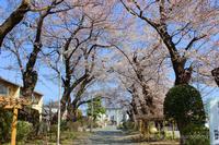 Mishima Shrine sakura