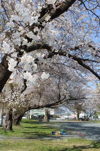 Asahi Park sakura