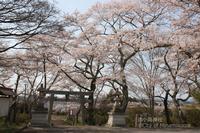 Odaka Shrine sakura