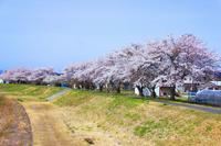 Mano River sakura