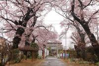 Mishima Shrine sakura