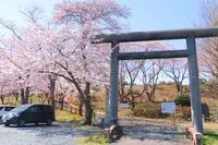 Yonomori Park sakura