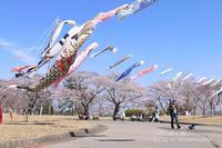 Carp flags in Yonomori Park with sakura