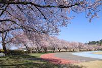 Athletics Field sakura