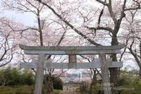 Odaka Shrine sakura
