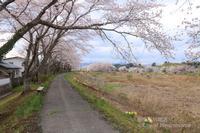 Odaka Riverbank sakura