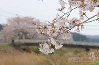 Odaka Riverbank sakura