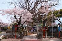 Kashima Miko Shrine sakura