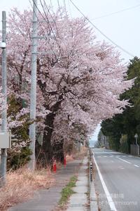 Odaka roadside sakura