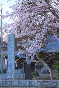 Kaminari Shrine sakura