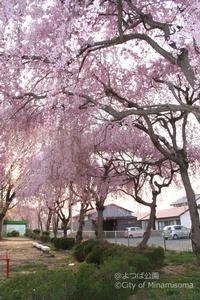 Yotsuba Park sakura