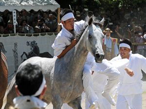 1頭の白い馬に、数人の男がつかみかかる画像