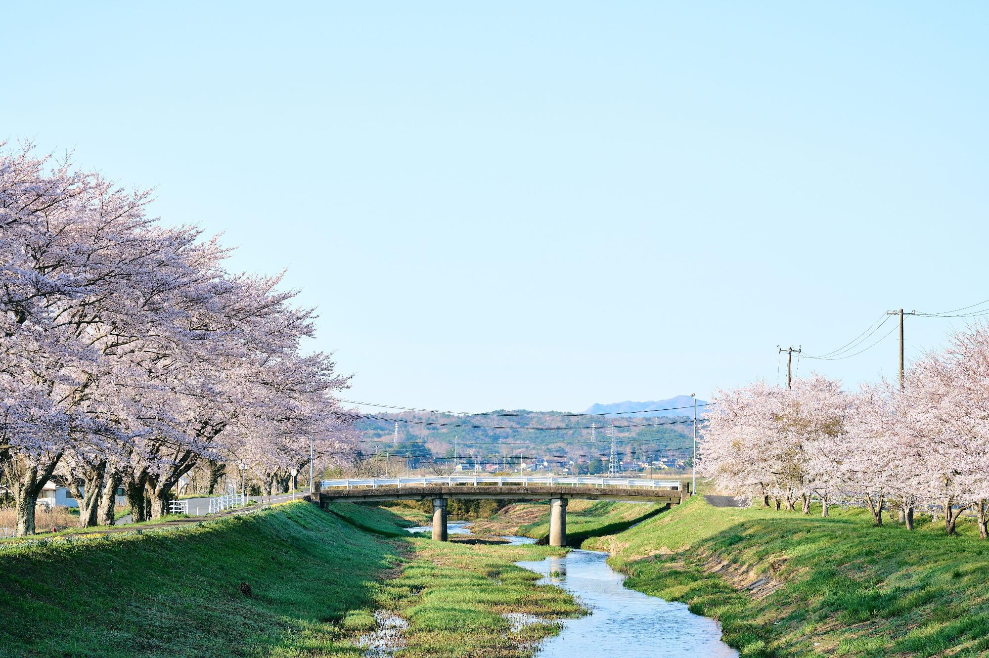 小高川の桜