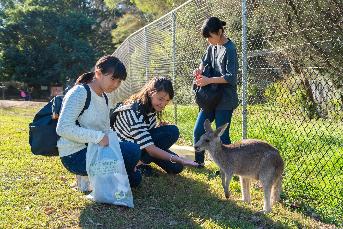 ローンパインコアラパークで、女子研修生数名が、放し飼いになっているカンガルーと触れ合ている様子の写真