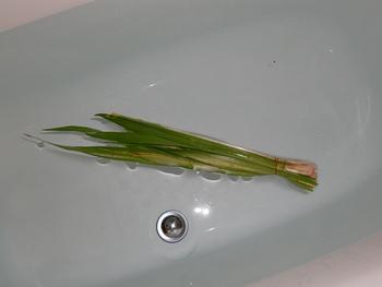 菖蒲を湯船に浮かべている菖蒲湯の写真