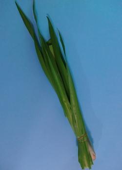 青々と長く伸びた菖蒲を束ねた写真