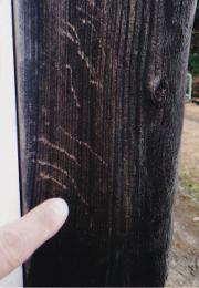茶色の柱に残されたアライグマがの爪痕の写真