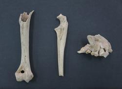 縄文時代のイヌの上腕骨・尺骨・上顎骨（浦尻貝塚出土）の写真