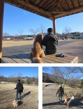 天気のいい日に広々とした公園でイヌの散歩をしたり、東屋でイヌと一緒に座り休憩している方などの写真