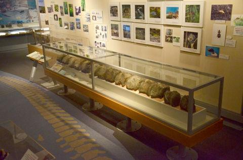 ガラスケースの中に複数並べられているハラマチクジラの展示の写真