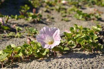 浜辺に咲く薄桃色のハマヒルガオを近くから見た写真