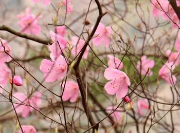 桃色の小花が葉のない木に複数咲いている写真