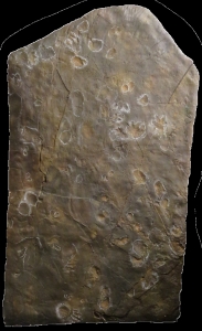足跡化石のレプリカ（当館像）