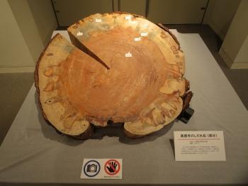 当館で年輪資料として保存されている「医徳寺のしだれ松」の木の丸太の写真