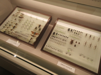 様々な昆虫の標本が入った箱が2つ並ぶ展示ケースの写真