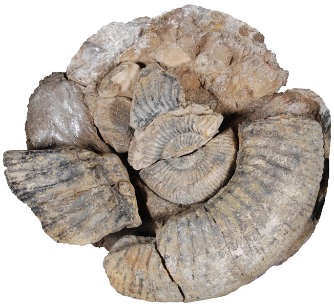 アウラコスフィンクトイデス・タイライ（ホロタイプ）