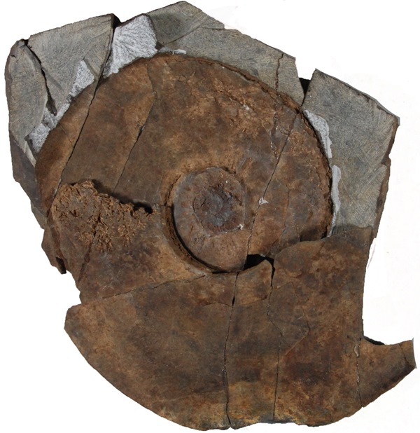 ダルマシセラス・ムネオイ（ホロタイプ）