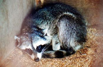 うずくまった姿で写ったのアライグマの写真