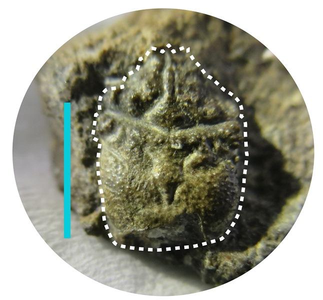 プラノプロソポン・カシマエンシス（ホロタイプ）