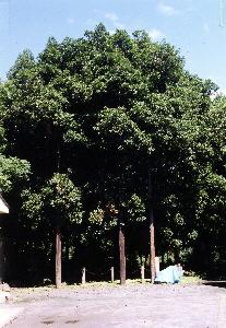 Evergreen oak tree