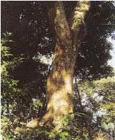 Evergreen oak tree